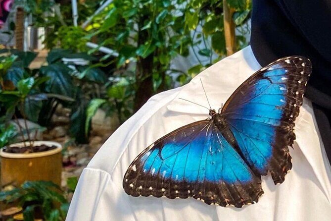 Dubai Butterfly Garden Entry Ticket - Timing your visit during the 10:00 AM to 5:00 PM window