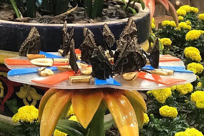 Dubai Butterfly Garden Entry Ticket - Where this experience fits best