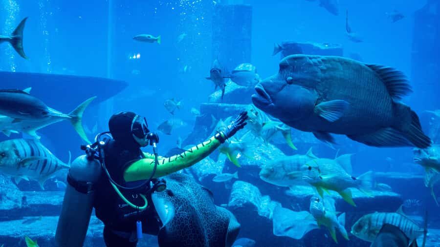 Dubai: City Tour with Iconic Attractions Tickets - Lost Chambers Aquarium at Atlantis: The Ticket Entry That Feels Like an Event