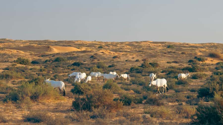 Dubai: Conservation Drive & Platinum Breakfast - Who should book (and who should skip)