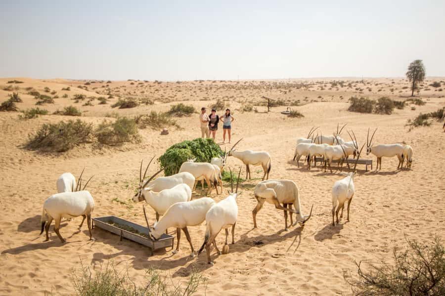 Dubai: Conservation Drive & Platinum Breakfast - The Dubai Desert Conservation Reserve drive: wildlife viewing without the noise