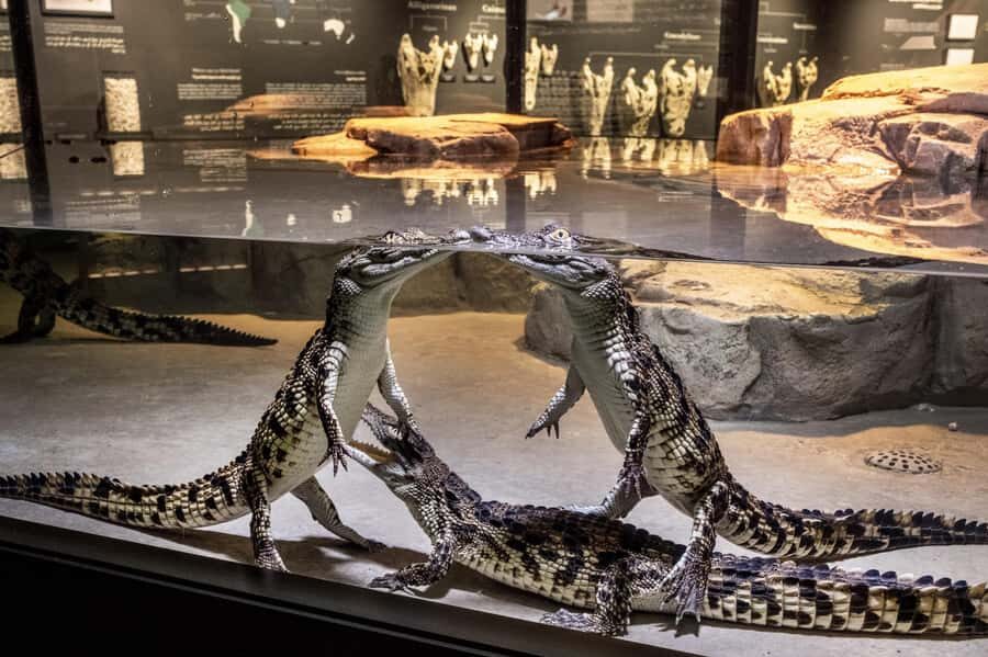 Dubai Crocodile Park Ticket - A 1-Day Ticket That Feels Focused, Not Lost
