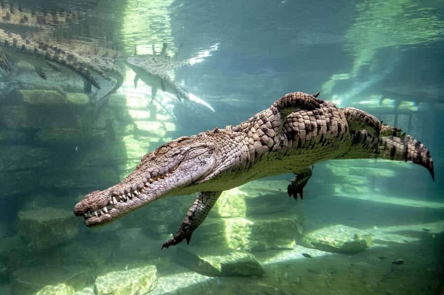Dubai Crocodile Park Ticket - The Nile Crocodiles: Ages, Sizes, and Behavior You Can Notice