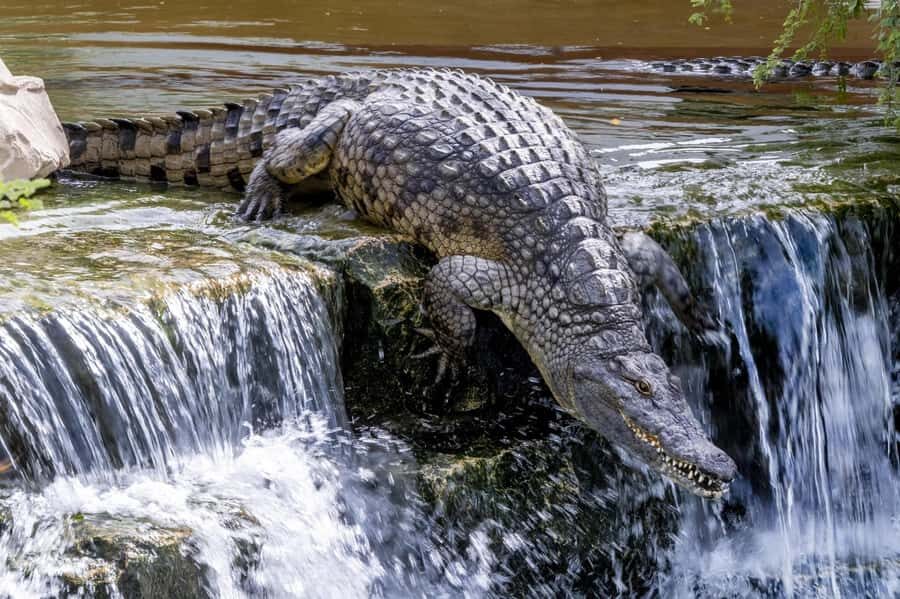 Dubai Crocodile Park Ticket - Educator-Led Flow and Staff Support