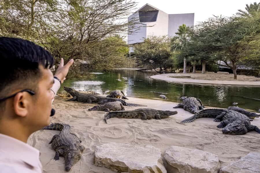 Dubai Crocodile Park Ticket - When to Go: Timing That Helps You See More