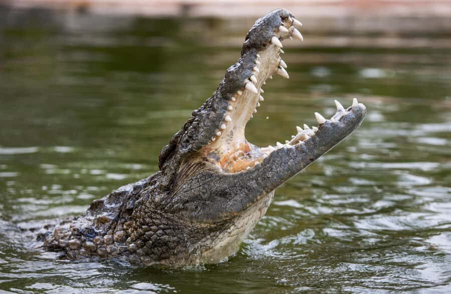 Dubai Crocodile Park Ticket - Park Layout and Viewing Angles (The Part You’ll Actually Use)