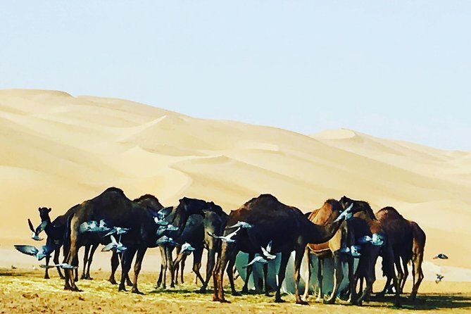 Dubai Desert Adventure Half-Day Tour - Sandboarding and Quad Biking: The Real Combo for Action Fans