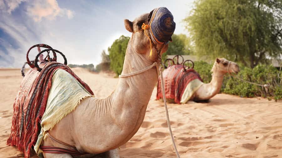 Dubai Desert Adventure: Red Dunes Guided Quad/Polaris & BBQ - Practical tips so the day goes smooth