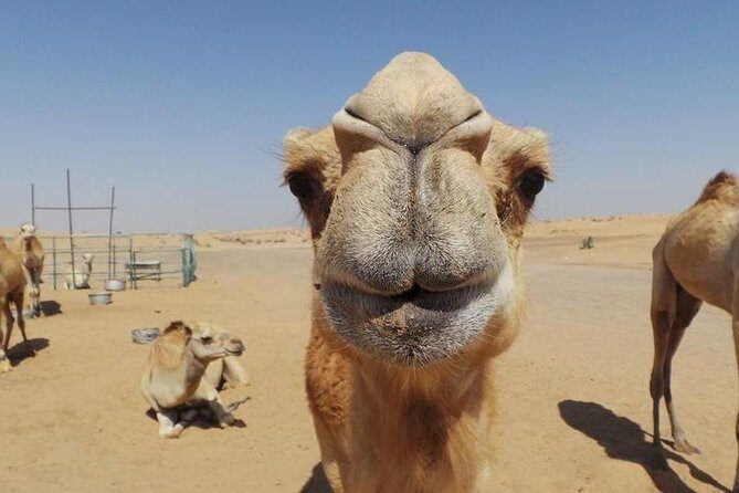 Dubai Desert Afternoon Quad Safari with Camel Ride, BBQ Dinner and Belly Dancing - Bedouin-style camp at night: torchlit, coffee, dates, and optional shisha