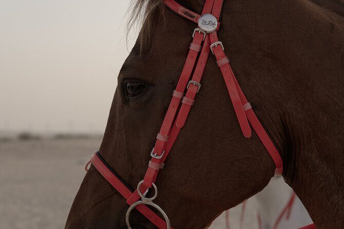 Dubai Desert Horseback Safari with Photoshoot - The Gear and the Horse Setup You Don’t Have to Figure Out