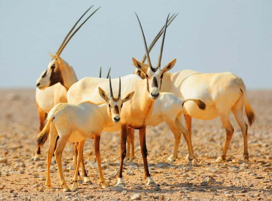 Dubai Desert Morning Drive with Wildlife Experience - Key Highlights You’ll Notice Fast