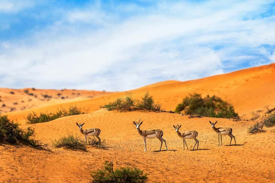 Dubai Desert Morning Drive with Wildlife Experience - Sandboarding: Fun, Not a Sporting Event
