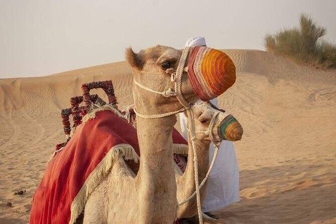Dubai Desert Safari Private - Who this desert safari suits best