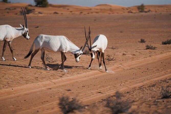 Dubai Desert Safari Thrill: Camel Ride, Live shows, BBQ & Spirits - Practical tips so the evening runs smoothly