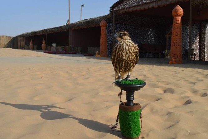 Dubai Desert Safari with Camel Riding, Sand Boarding,BBQ Dinner and 3 Live Shows - Bedouin Camp Time: Arabic Coffee, Henna, Sheesha, and Photo Moments