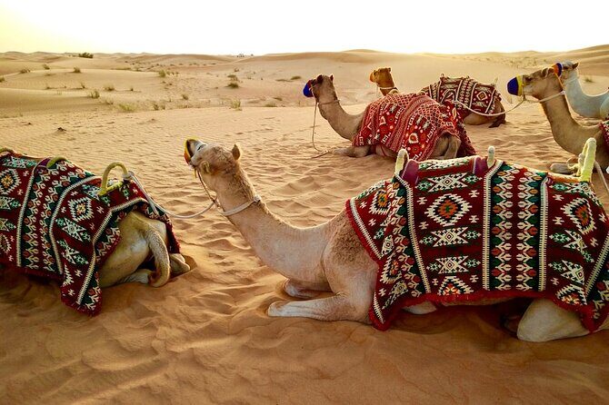 Dubai Desert Safari with Dinner - Price and value: what you’re getting for about $49