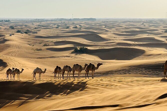 Dubai Desert Sunrise with Dune Bashing & Camel Ride - Red Sand Dune Bashing (20–30 Minutes): Thrill Time With a Real Guide