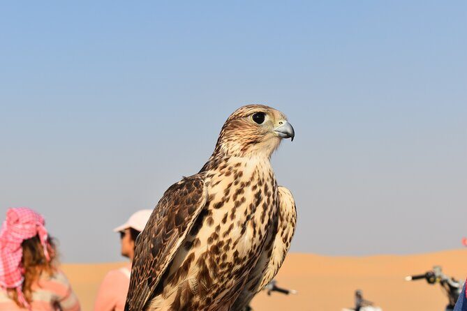 Dubai: Evening Desert Safari, Camel Ride, Shows & BBQ Dinner - The Camel Ride Portion: Short, Included, and Not a Long Trek