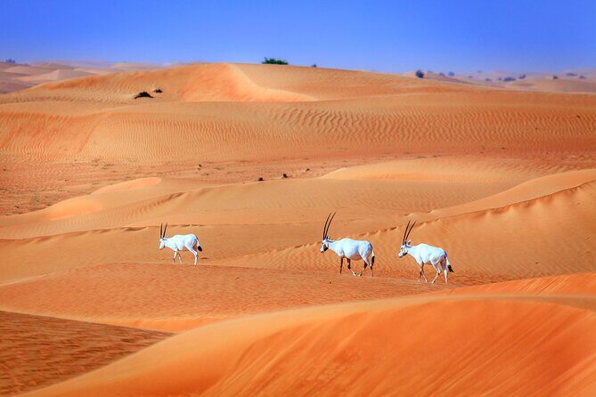Dubai Experience: Quad bike, BBQ Dinner and Live Show - Quad biking on Dubai’s red dunes: what the thrill feels like