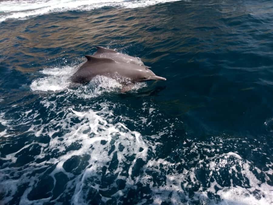 Dubai: Full-Day Sea Safari to Musandam - Comfort, Toilets, and What to Pack for 12 Hours