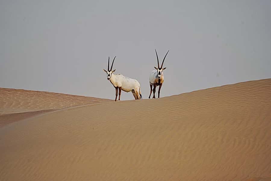 Dubai: Half-Day Camel Trekking with Al Marmoom Breakfast - Gahwa and coffee-making: not just a cup