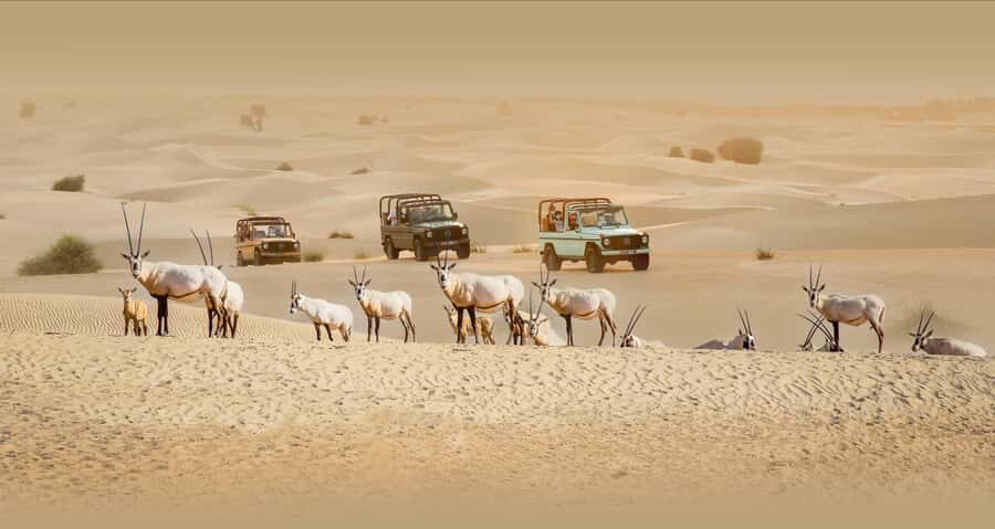 Dubai: Heritage Safari, Camel Ride & Al Marmoom Oasis Dinner - Camel caravan in the dunes: the fun part, with a real safety reality