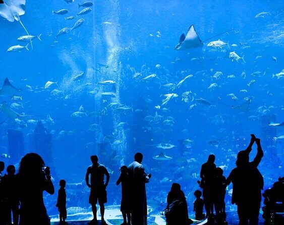 Dubai HOHO Bus Tour, Dhow Cruise & Lost Chambers Aquarium Options - Key things to know before you go