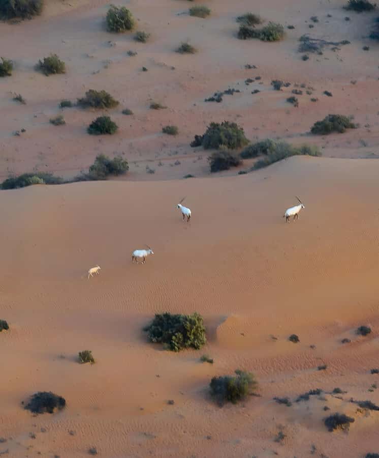 Dubai: Hot Air Balloon, Camel Ride, Desert Safari & More - Desert Safari Energy: Dune Bashing, Quad Riding, and Camel Time