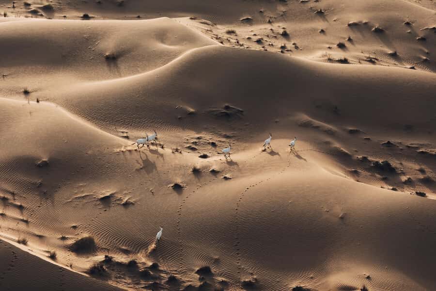 Dubai: Hot Air Balloon Ride with Camel Ride & Falcon Show - Who this tour suits best (and who should skip it)