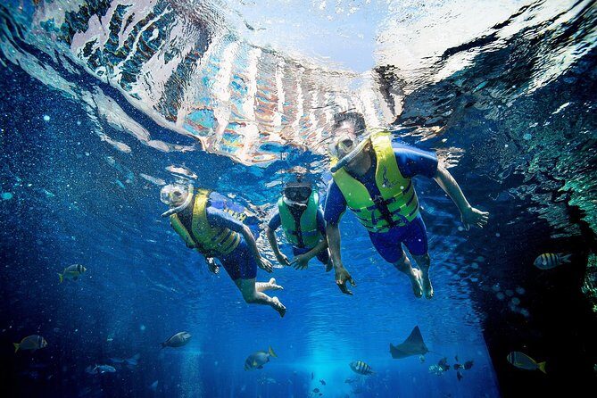 Dubai Lost Chambers Ultimate Snorkel Experience - What you’ll actually spot: rays, reef sharks, and schools of fish