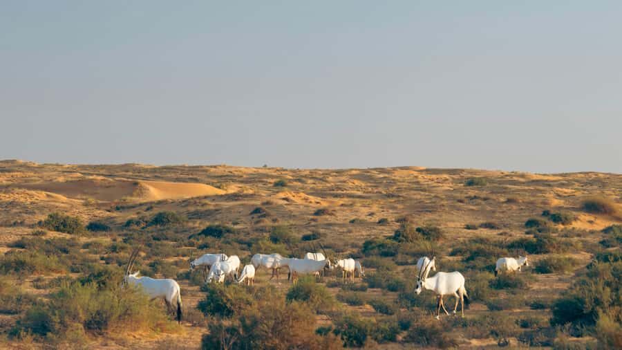 Dubai: Luxury Safari with Michelin-Curated 5-Course Dinner - Royal Grounds in a Land Rover Defender: comfort, access, and the small group