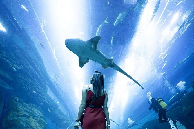 Dubai Mall Aquarium and Underwater Zoo Ticket - Who should book this ticket (and who might reconsider)