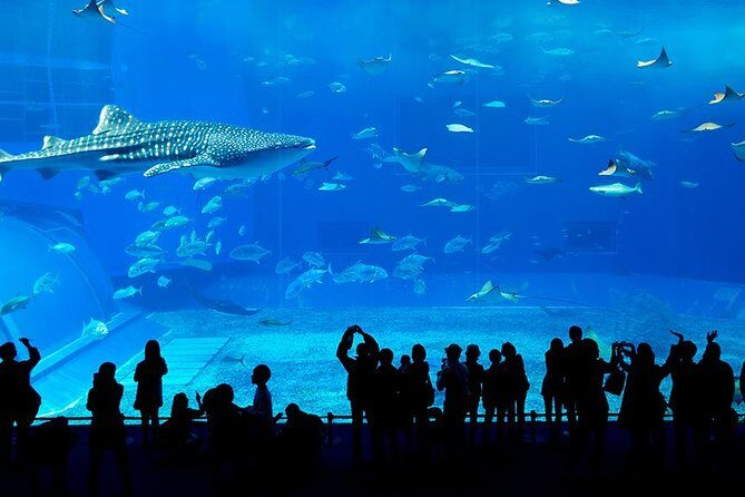 Dubai Mall Aquarium & Underwater Zoo with Penguin Cove Tickets - Price and what you actually get for $54.52