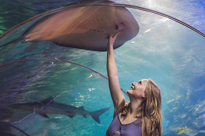 Dubai Mall Aquarium & Underwater Zoo with Penguin Cove Tickets - The underwater tunnel: the section you’ll want to prioritize