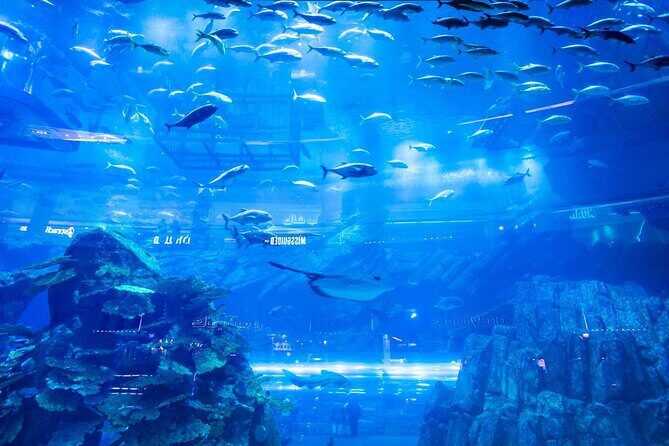 Dubai Mall Aquarium with Penguin Cove + Skyview Ticket - Price and value: what you’re really paying for at about $97.69