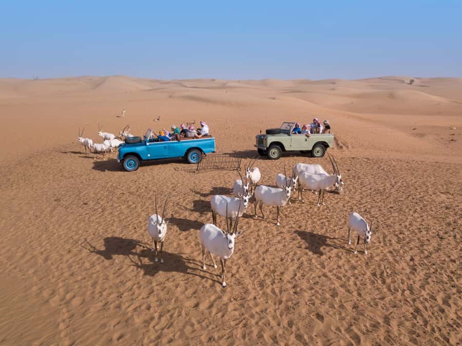 Dubai: Morning Bedouin Culture Safari, Traditional breakfast - Dubai Desert Conservation Reserve: photo stop, guided walk, and real conservation context