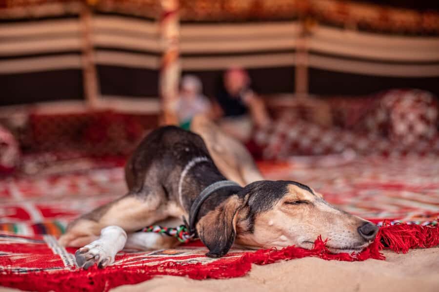 Dubai: Morning Bedouin Culture Safari, Traditional breakfast - Traditional village setups: tents, cooking stations, and farm animals