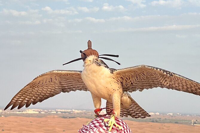 Dubai Morning Desert Safari Red Dune Camel Falcon & Sandboarding - Optional quadbike for 40 minutes: fun factor vs real risk