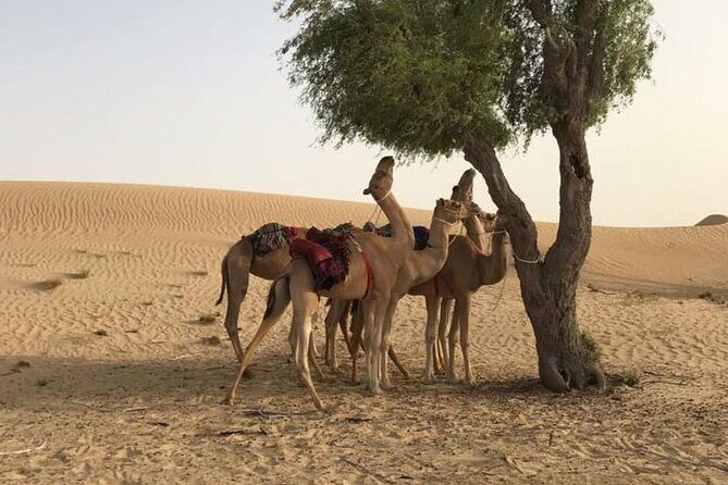 Dubai: Morning Desert Safari with Camel Ride & Sandboarding - Why the morning timing is the real selling point