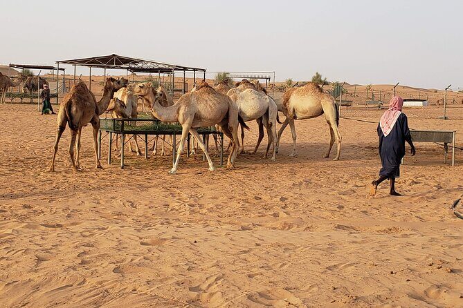 Dubai: Morning Desert Safari with Camel Ride & Sandboarding - Photo stops in the dunes: when to shoot and what to expect