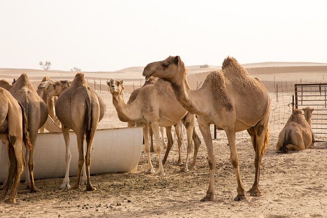 Dubai: Morning Desert Safari with Camel Ride & Sandboarding - Camel ride time: short, but memorable