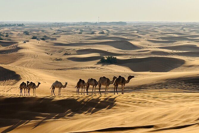 Dubai Morning Evening Desert Safari,Sand boarding and Camel ride - Camel Ride: A Classic Touch, But Keep It Brief in Your Mind