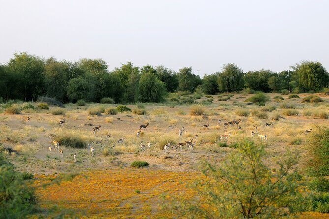 Dubai: Morning Safari by Vintage G Class & Al Marmoom Experience - Stop 1: the ride out to the largest unfenced desert area