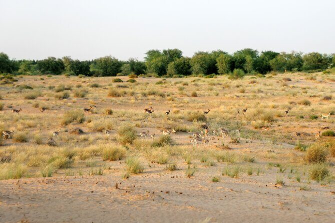 Dubai: Morning Safari by Vintage G Class & Al Marmoom Experience - Live cooking breakfast: more than just a meal