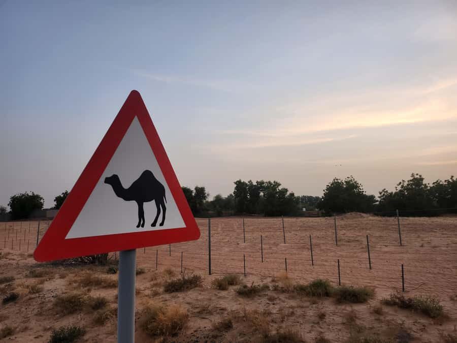 Dubai Nature Escape:Sunset Wildlife & Bird Watching in Oasis - Guided meditation in the desert oasis: the calm add-on that changes your mood