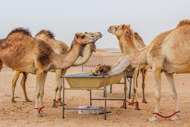 Dubai Overnight Desert Safari with BBQ Dinner & Morning Breakfast - Key takeaways before you go