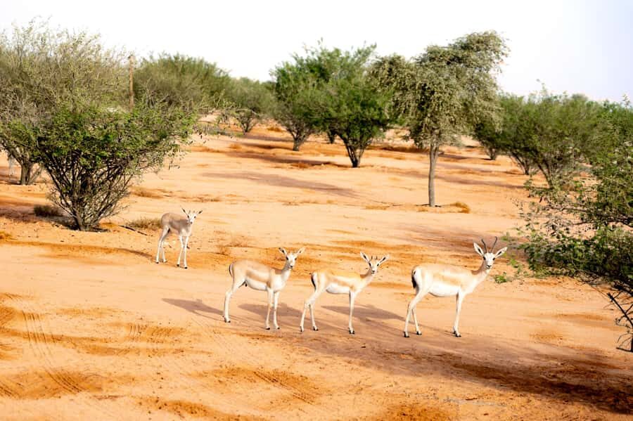 Dubai: Overnight Safari with Luxury Dome Stay & Stargazing - Evening program: Falconry, fire show, and horse performance (package dependent)