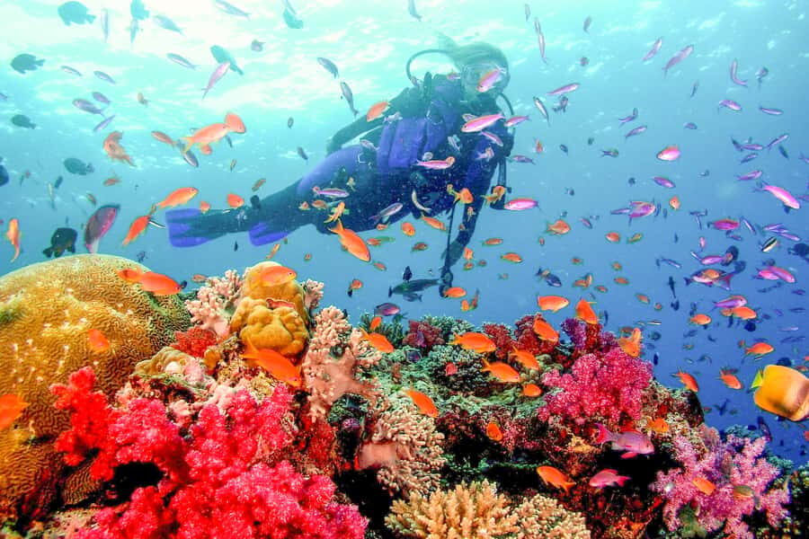 Dubai: PADI Open Water 18-Meter Diving Certification - Key points worth knowing before you book