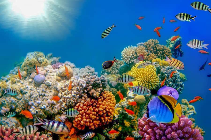 Dubai: PADI Open Water 18-Meter Diving Certification - PADI Open Water 18-Meter in Dubai: the fast, structured route