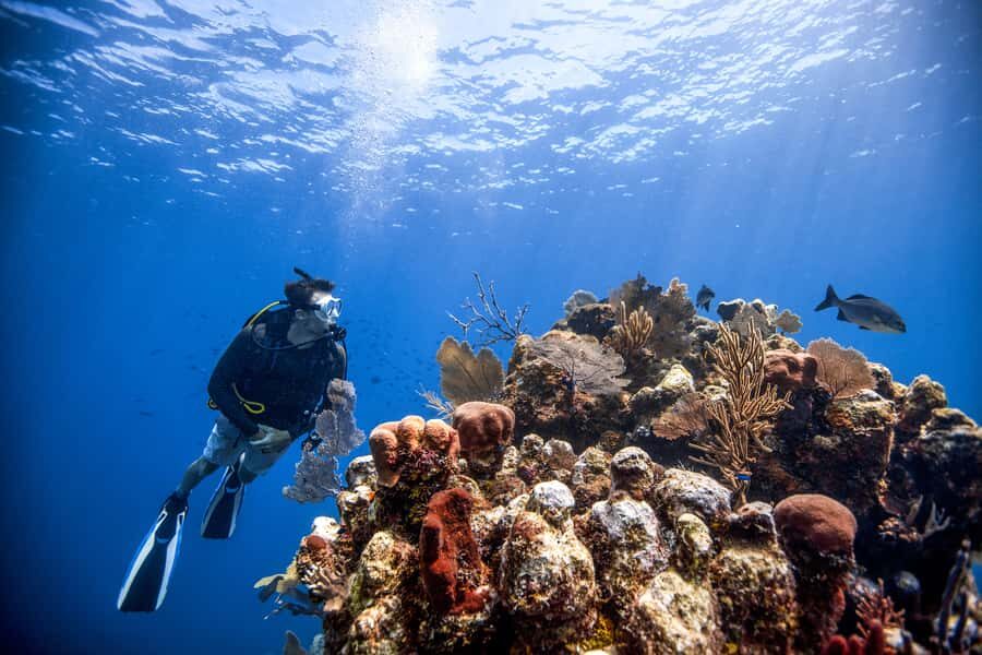 Dubai: PADI Open Water 18-Meter Diving Certification - Price and value: what $446 really covers (and what to budget for next)